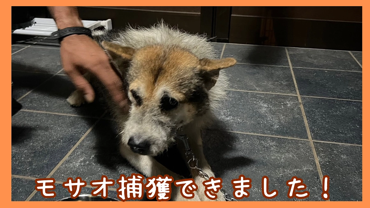 モサオ捕獲できました！