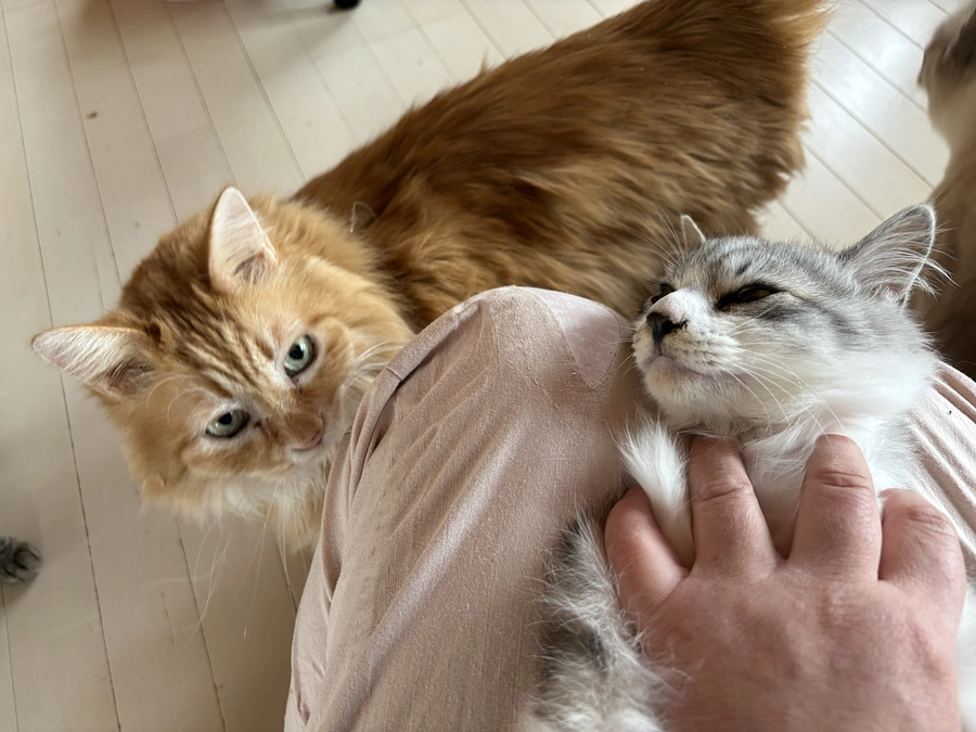 ひまわりくんとアミーくんトライアル