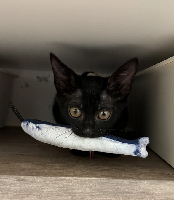 何度も病気を乗り越えて〜ピアノちゃんの“がんばり”を支えたもの〜