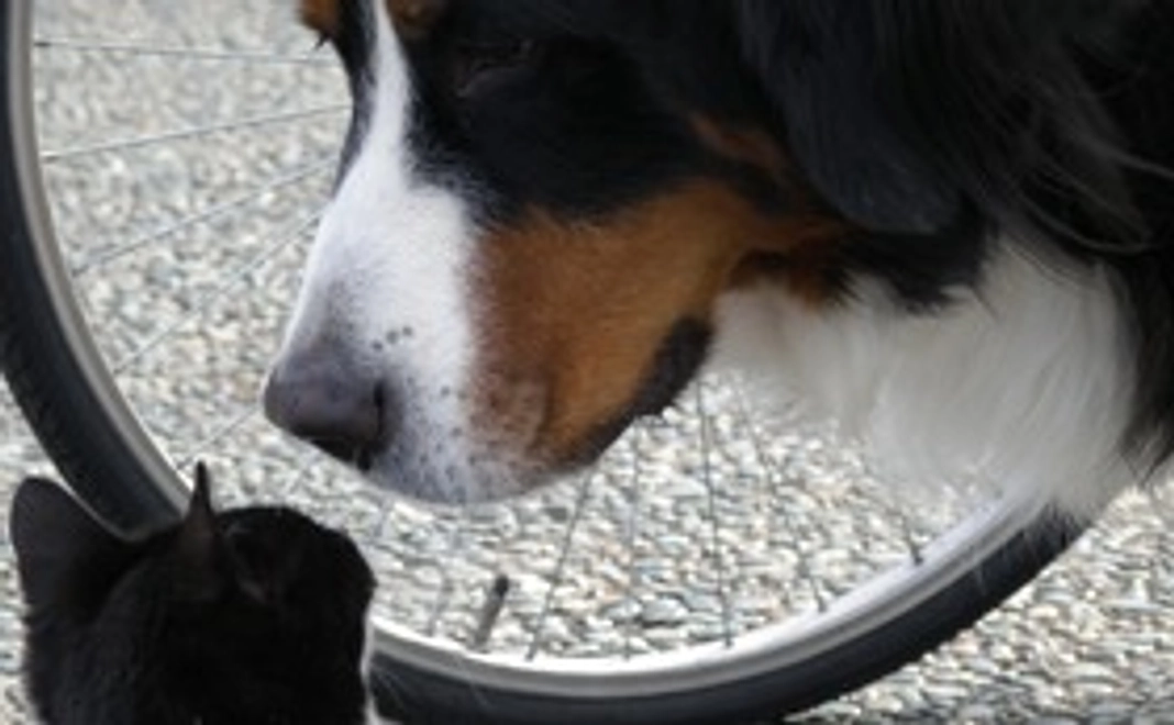 毎月、梅猫サポート30,000円コース