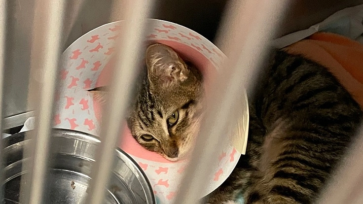交通事故にあった子猫を保護しました！手術代の支援お願いします！