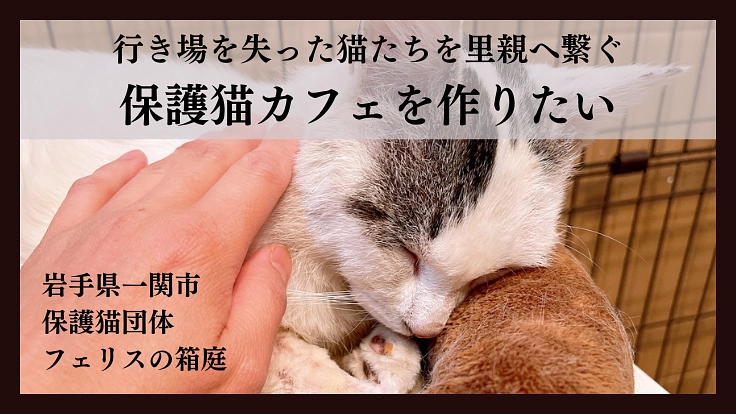 行き場を失った猫たちを里親さんへつなぐ【保護猫カフェ】を作りたい