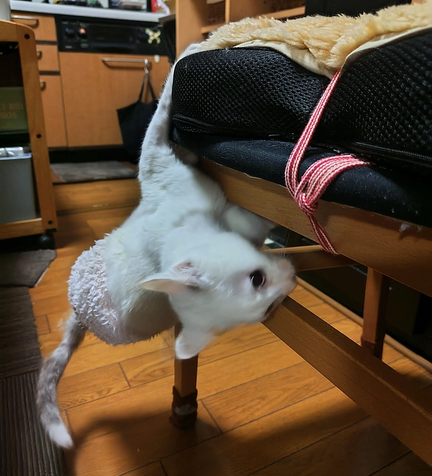 おてんばがすぎる😱