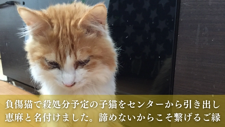 命の線引きをせず全ての猫たちのために。たんぽぽの里、覚悟の挑戦