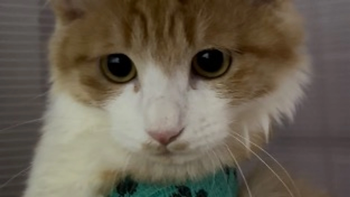 プロジェクト終了まで 残り3日😌