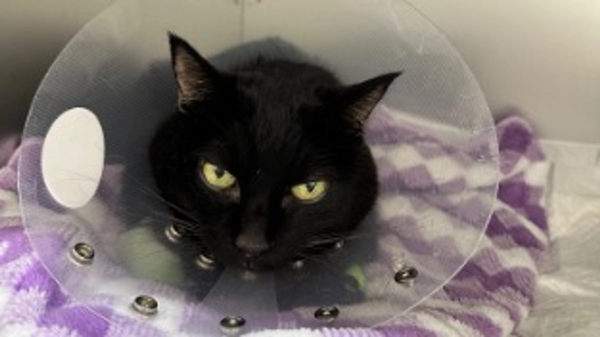 ケトンが消えました！