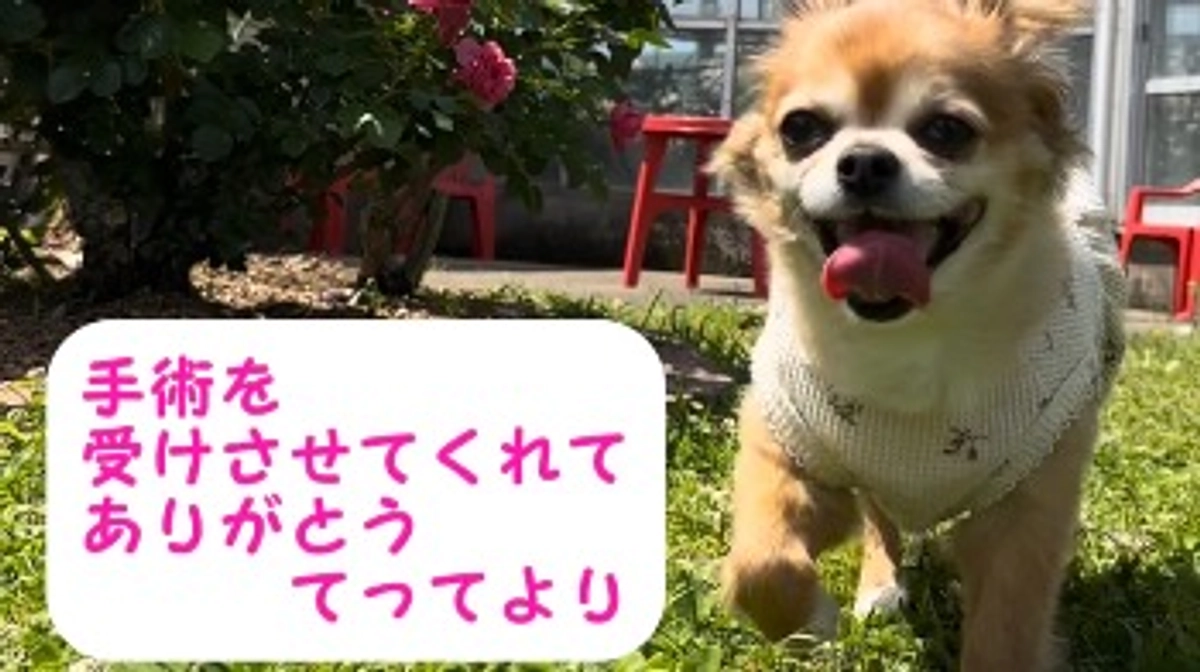 クラウドファンディング終了【活動報告36日目】