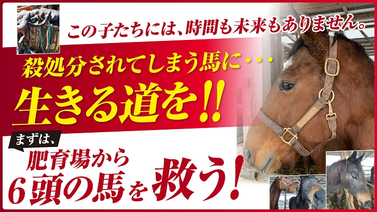 殺処分されてしまう引退馬に生きる道を。肥育場の馬たちを救い出したい