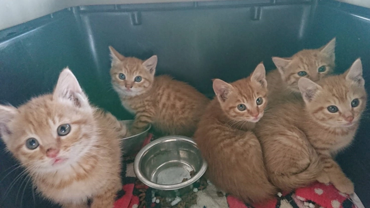 人と動物が共生できるまちを目指して ～吾輩は地域で生きる猫である～