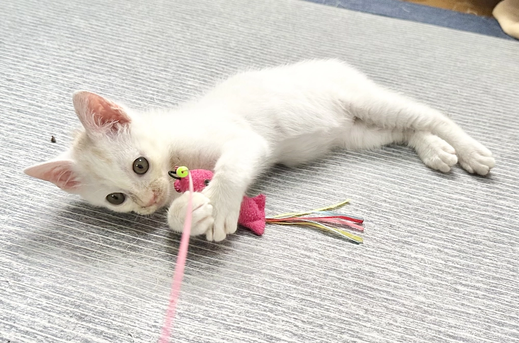 ご支援金 最終報告