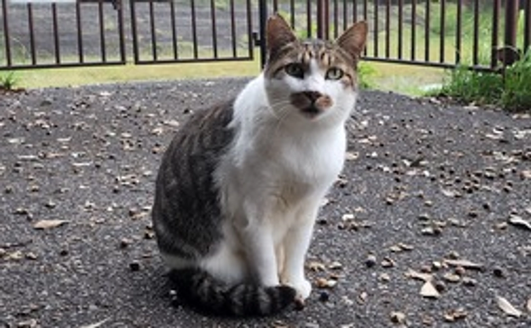 毎月３０００円の応援