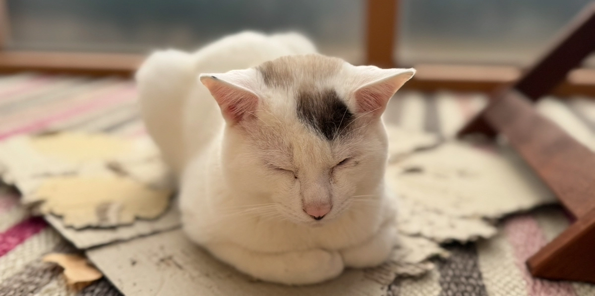 シンバとアッシュが兄弟のよう！