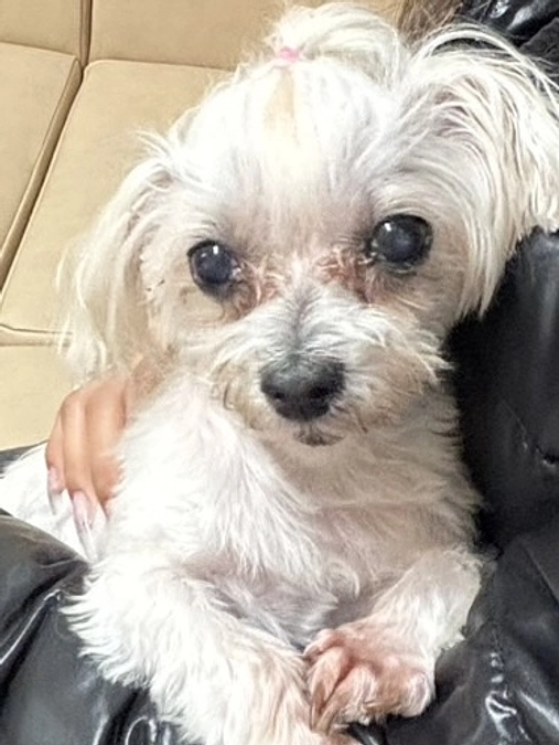 【重要なご報告】マリの血液検査の結果と手術について