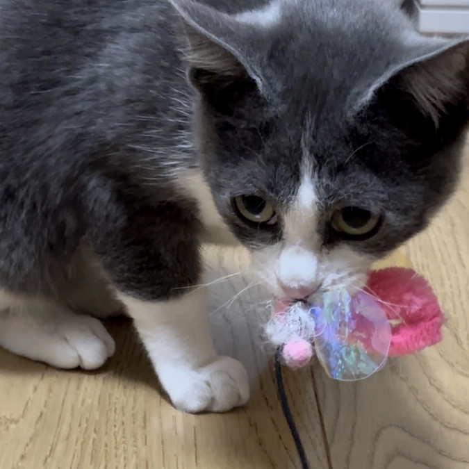 達成率【４％】・・最近やっと少しずつ遊べるようになってきたお市を救いたいです！