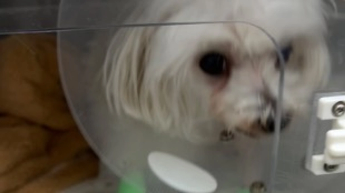 手術が終わりました。