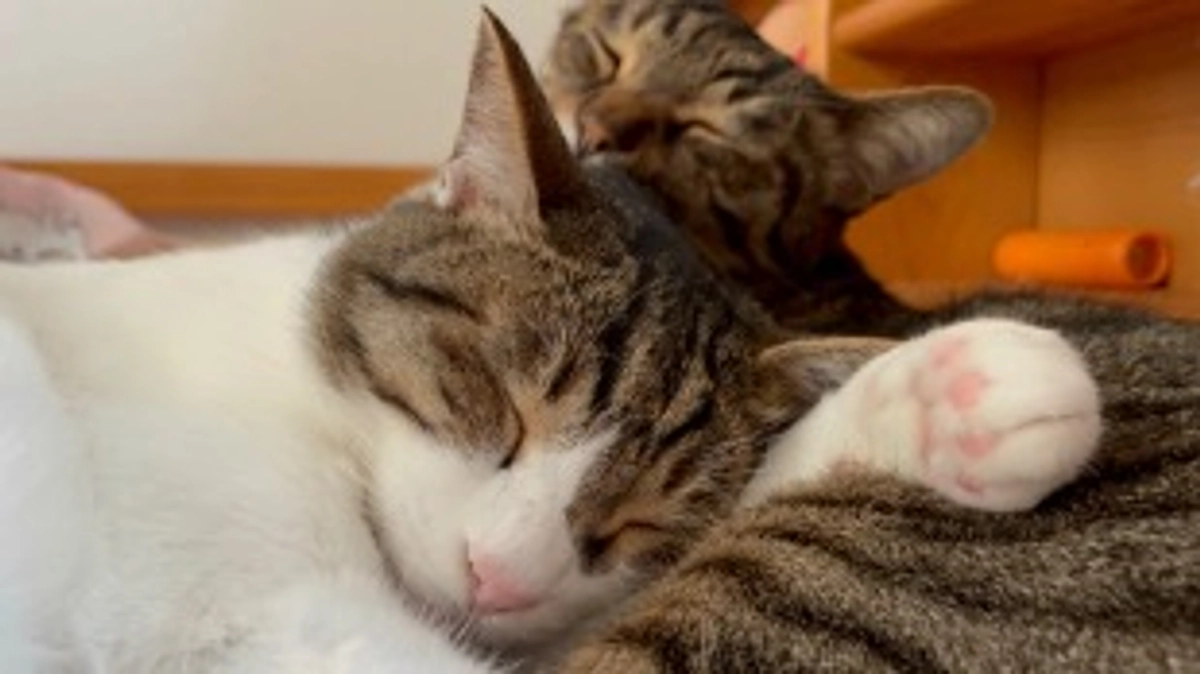 【今日のなっちゃん】5月17日