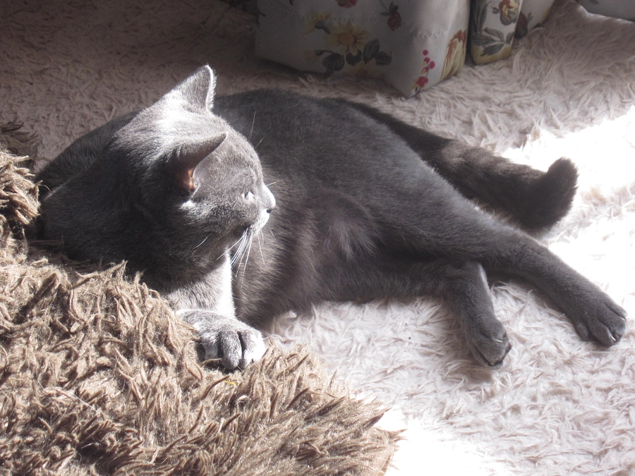 クラウドファンデング／残り17日（追記あり）