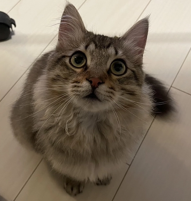 心からの感謝と、経過観察4日目のちゃむの様子