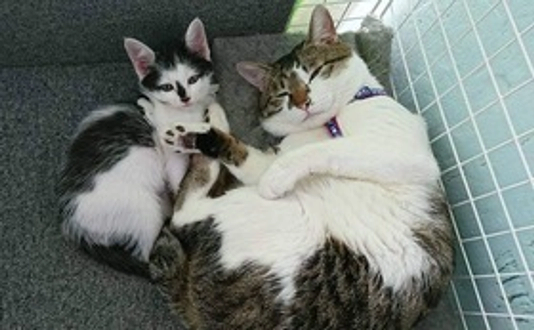 3,000円 感謝のメールコース