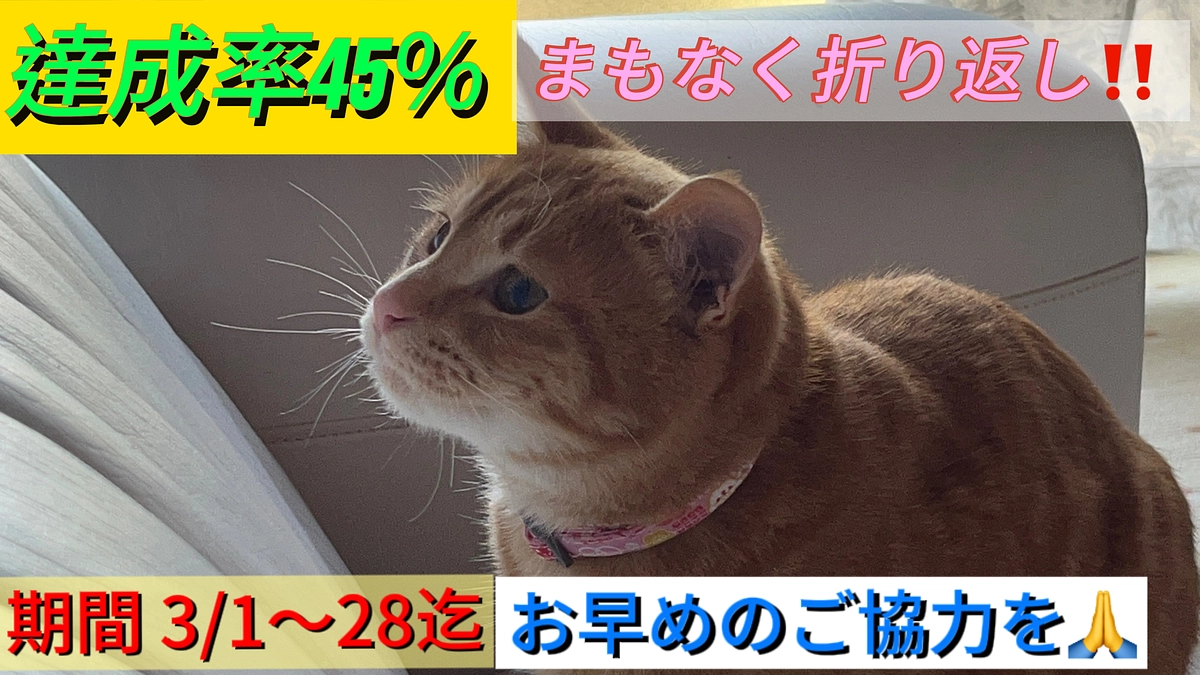 まもなく折り返し地点‼️ご支援のお願いと代理支援のご案内🙏