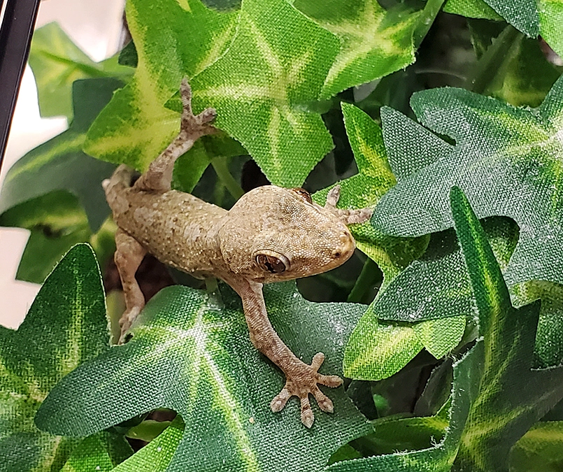 担当動物紹介～その１～