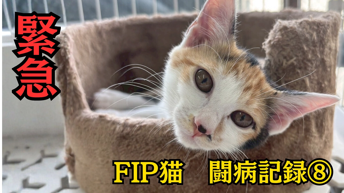 【闘病中のみぃこの記録】10/6~10/10