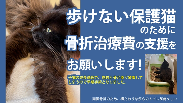 歩けない保護猫のために骨折治療費の支援をお願いします！