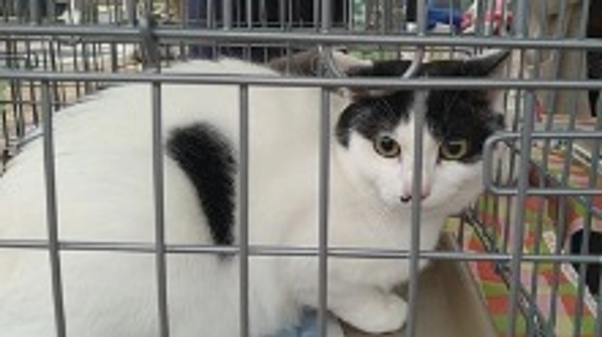 【もうすぐ支援者様500名突破！！】今日3/17譲渡会の様子をご紹介します！