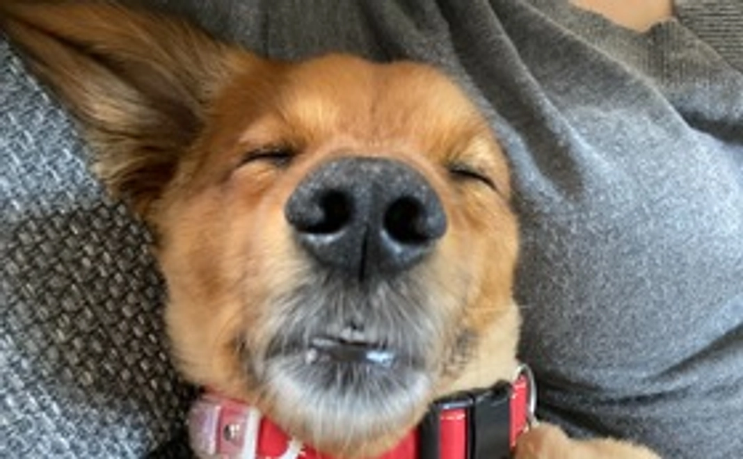 がんばれころちゃん②