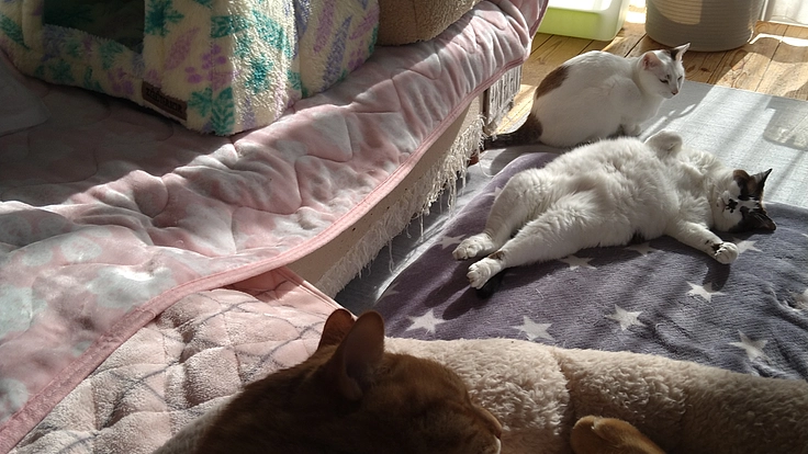 一頭でも多くの命を救いたい〜施設維持のためにご協力をお願いします〜 6枚目