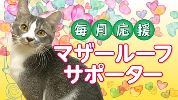 マザールーフサポーター募集｜保護猫・犬活動に必要な費用のご支援を！ のトップ画像