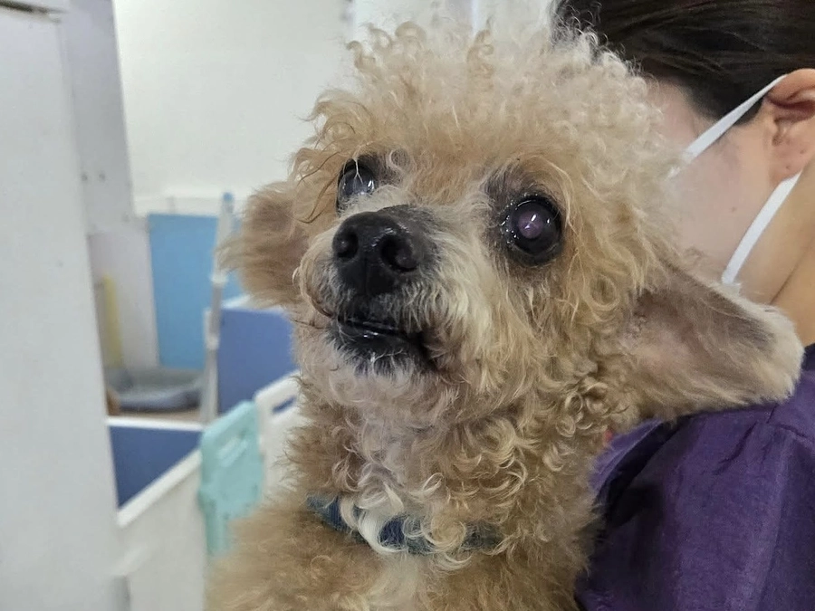 吠え続ける13歳のトイプードルを保護。これが日本の高齢化社会の現実です。