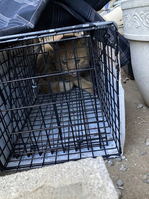 ＴＮＲできた成猫たち