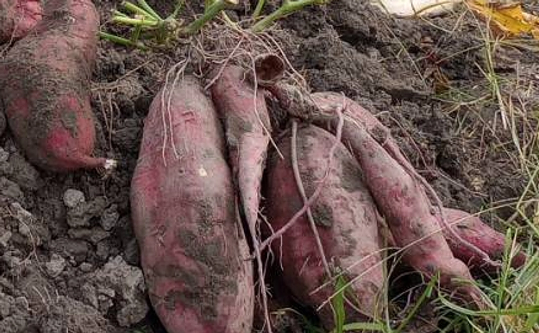 お礼のメールと無農薬で育てた鳴門金時3キロ