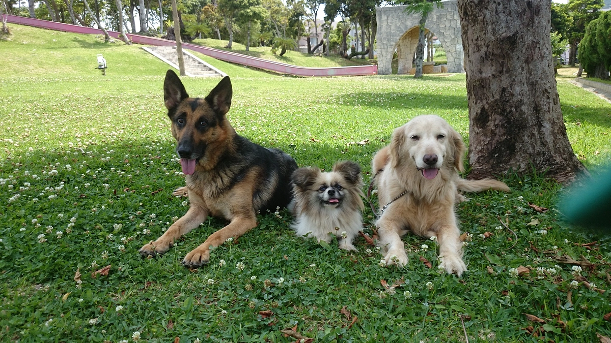 フセ、多様性。