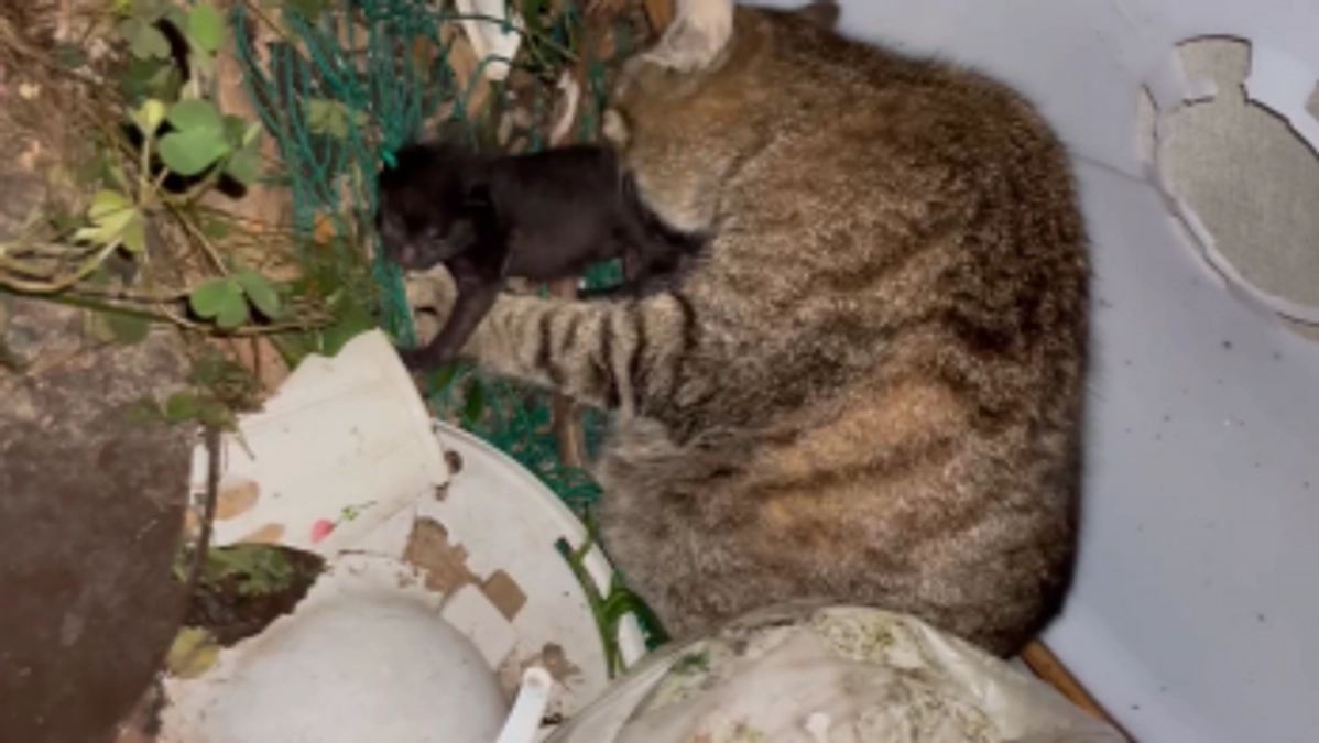 水をかけられて迫害されていた、生まれたばかりの親子ネコ～その1～