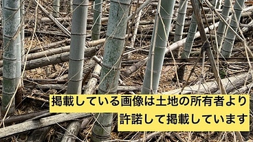 放置竹林を再生し、ブランドたけのこ復活へ のトップ画像