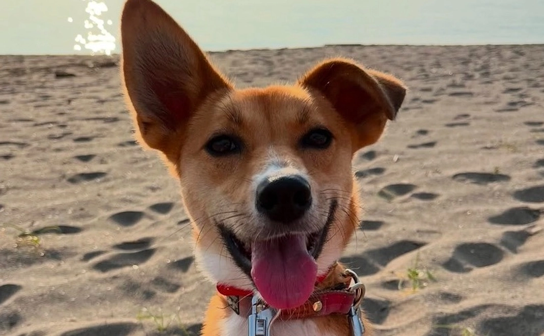 【リターン不要な方向け】アニすま応援コース3,000円