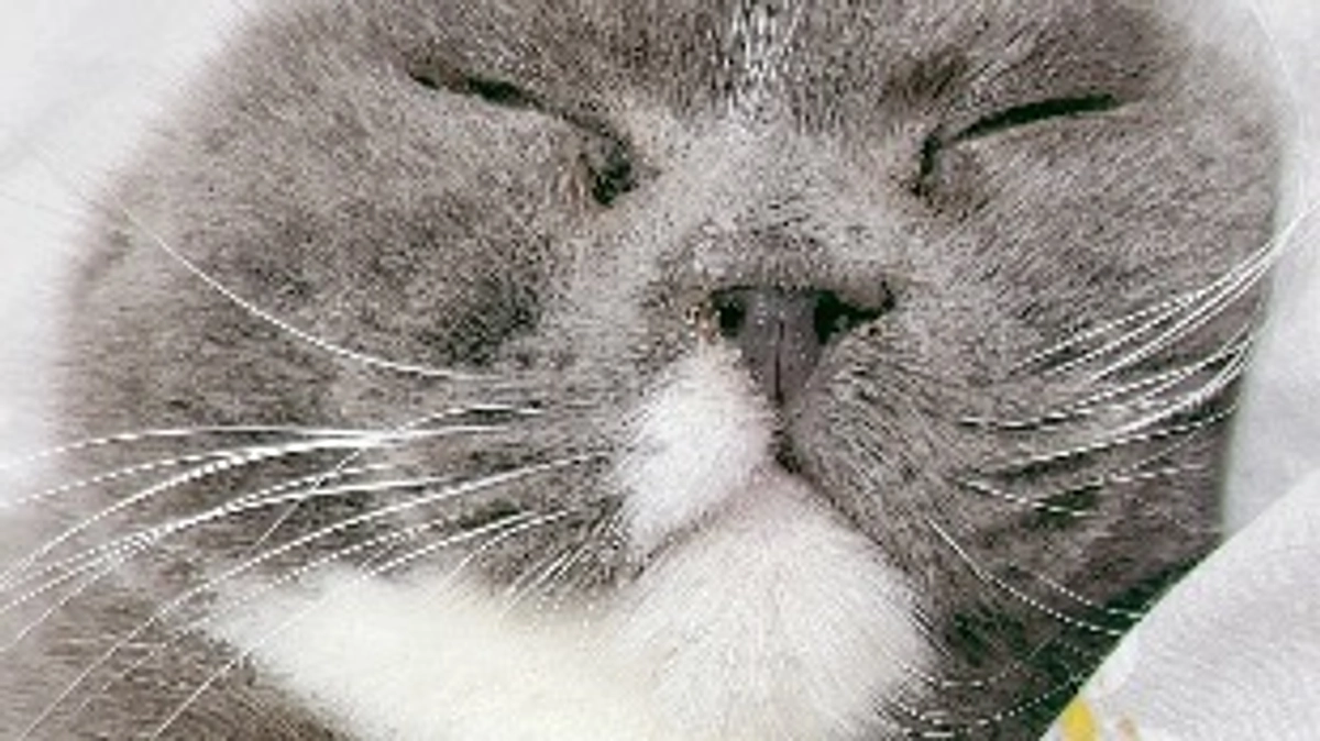 プルートの目標