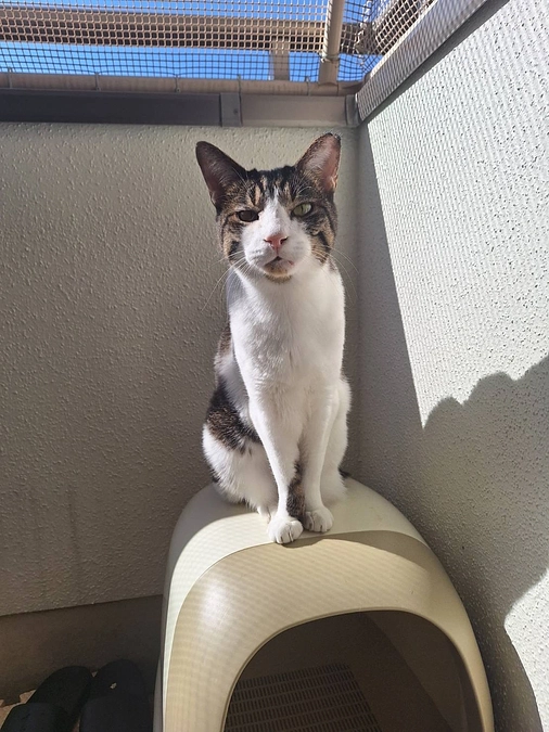 スミト君のこと