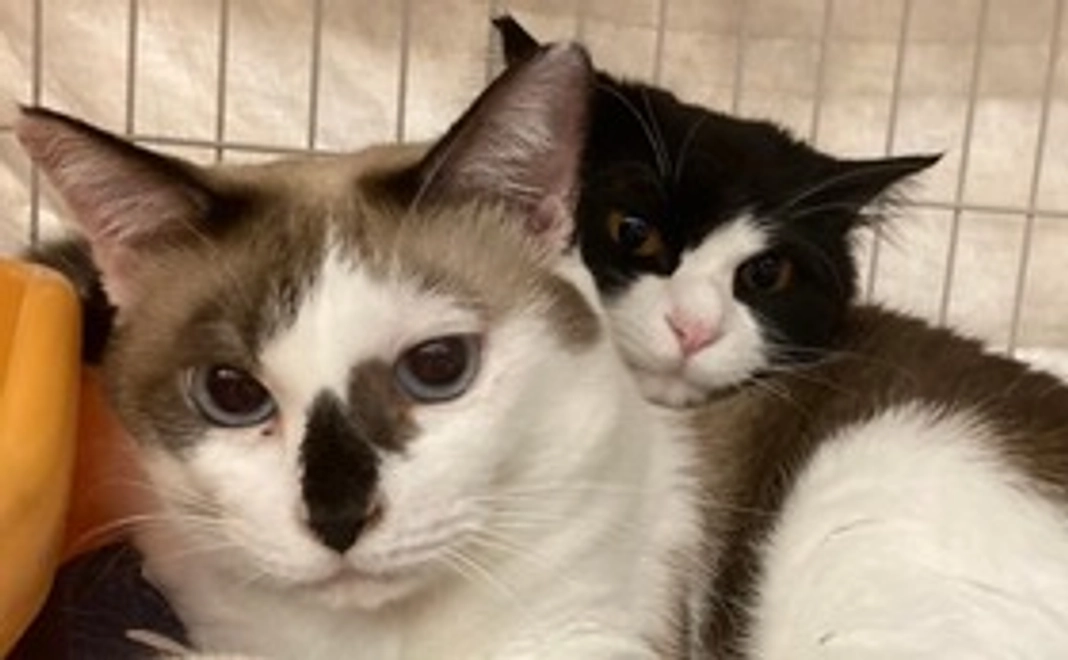 ハーツ活動応援コース5000