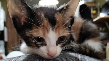 無駄に無くす命を無くしたい！ のトップ画像