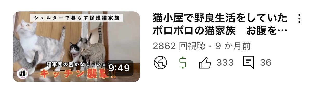 猫風邪が落ち着いてみんな元気になりました