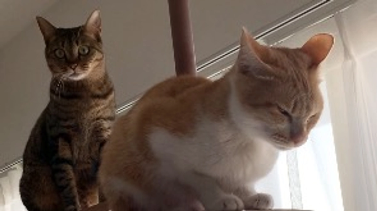 投薬46日目（プロジェクト開始6日目）