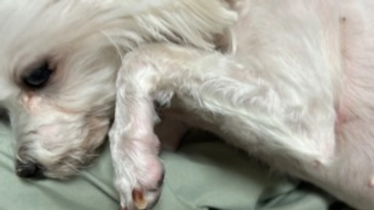 退院後から11/30までの通院と１ヶ月検診