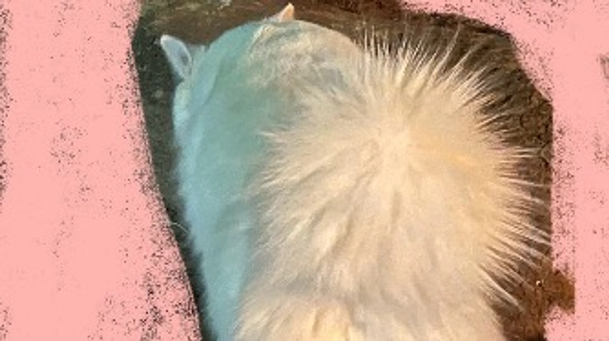 イカちゃんTNR完了