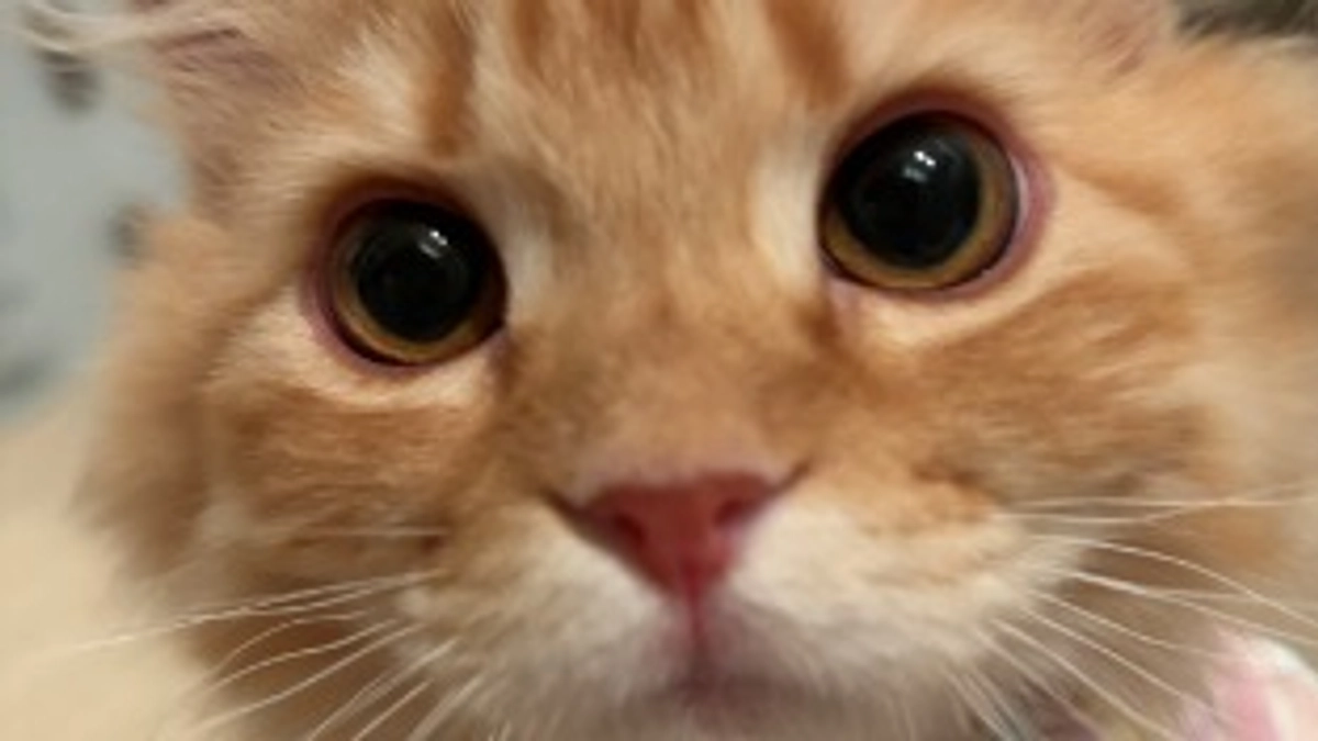 ありがとうございます！