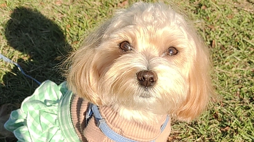 ３つの病気と闘うラニーにご支援をお願い致します のトップ画像