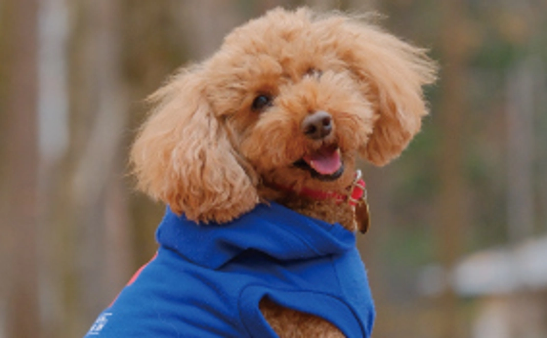 レンへのご支援1【リターン不要+システム利用料】