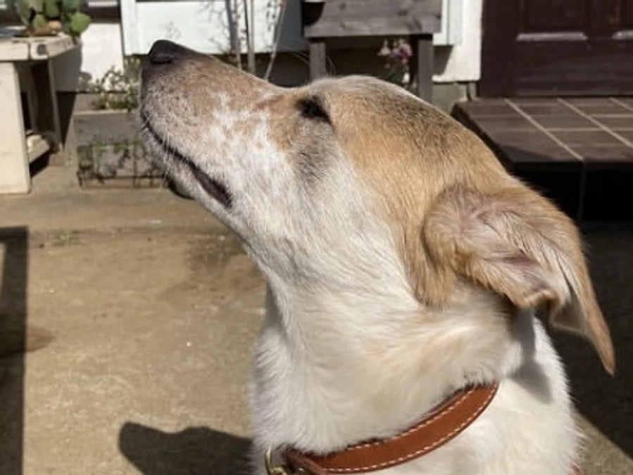 里親さまからのメッセージ　いぶきのご家族より